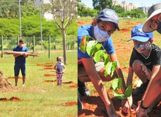 Brasil está construindo o maior corredor para abelhas do mundo!