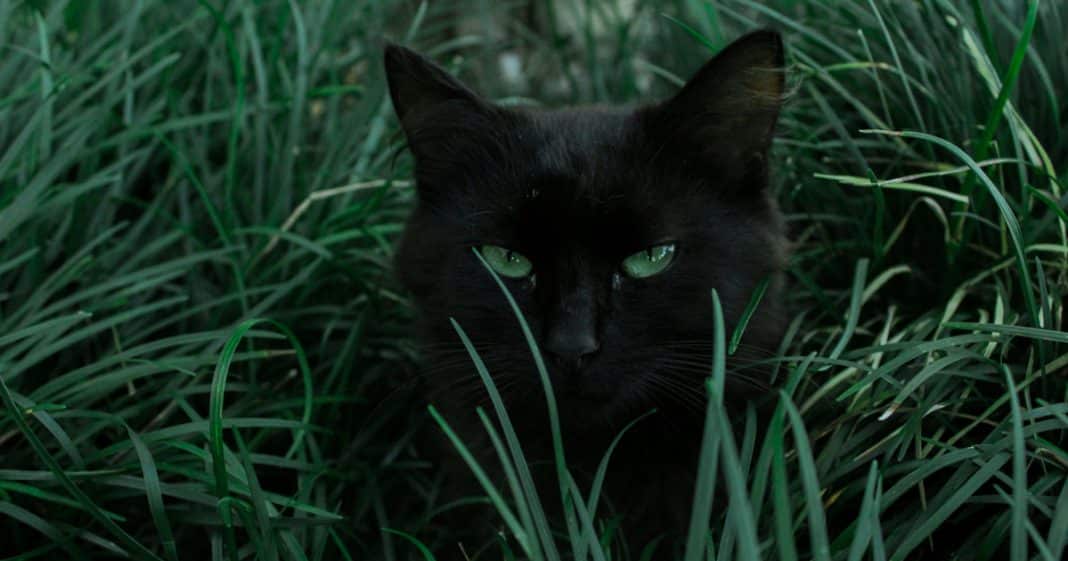 Gatos também sentem: o luto felino vai além da indiferença!