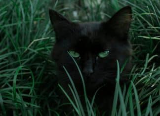 Gatos também sentem: o luto felino vai além da indiferença!